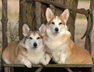 Pembroke corgis by Nancy McCallum